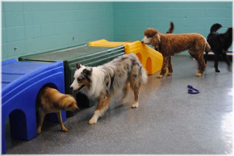 Dog care center