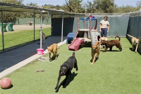Dog day care /dog walker available