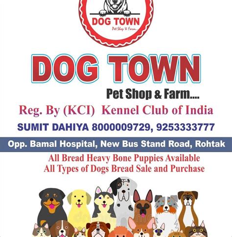Dog town pet care