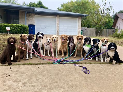 Doggie Day Camp