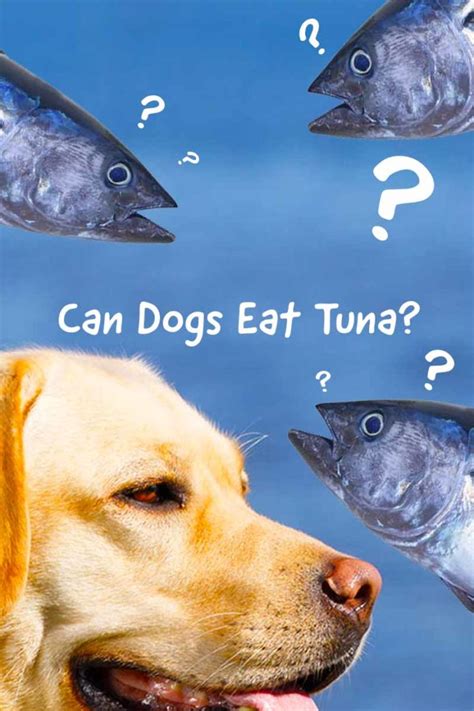 Dogs Eating Tuna Fish