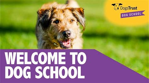 Dogs Trust Dog School Dorset