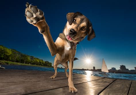 Dogs in Focus Photography