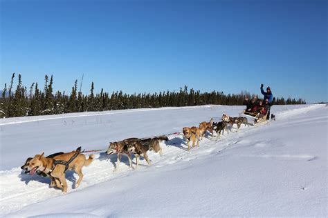 Dogsled ride service