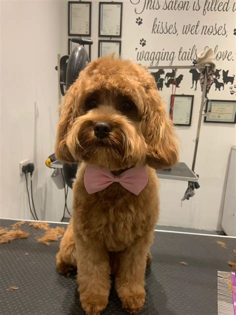 Dolly's Dog Grooming & Spa