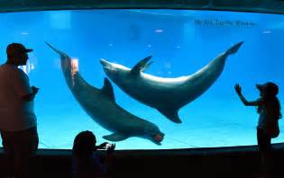 Dolphin aquarium and online center