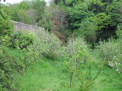 Donkeyfield Community Orchard