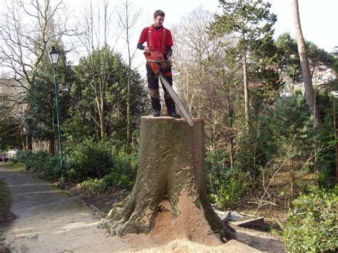 Dorset Arborists Professional Tree Surgeons