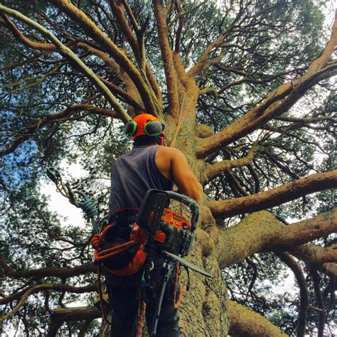 Dorset Tree Surgeons