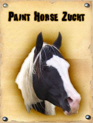 Double C Ranch - Paint Horse Zucht & Deckhengst