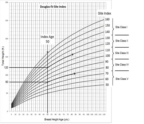 Douglas Fir Growth Chart