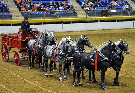 Draft Horse Showing