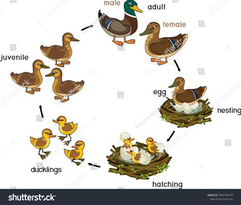 Duck Growth Chart