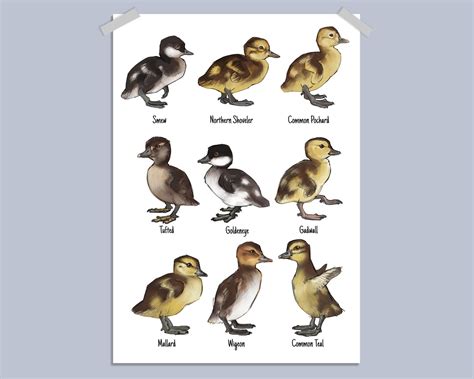 Duck Species Duckling Identification Chart