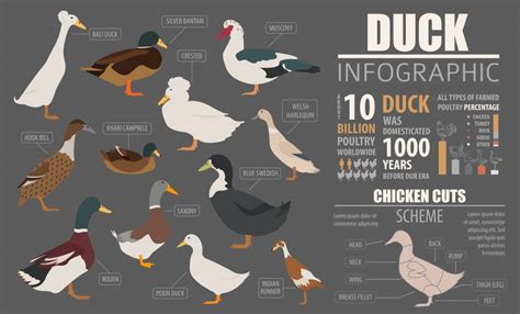 Duckling Size Chart