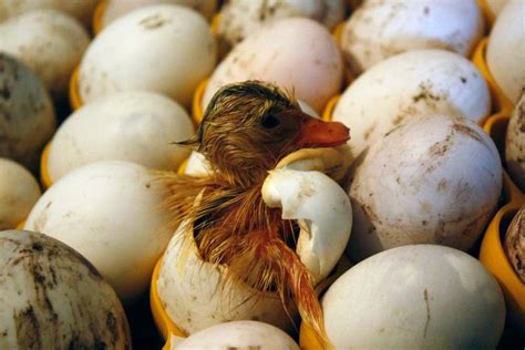 Ducklings hatching from eggs