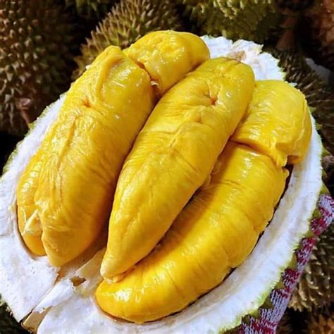 Durian Bawor terbatas