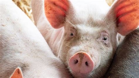 EARL Biteau Ollereau à Frontenay-Rohan-Rohan