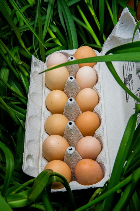 EARL KERGL'OEUFS à Locarn