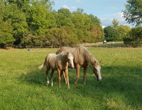ELEVAGE BERNET à Esquelbecq