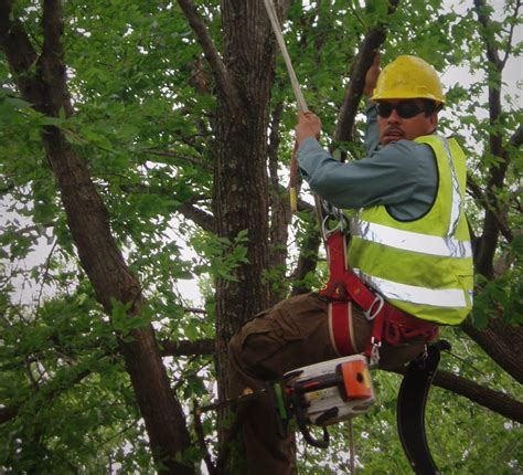 ELITE ARBORISTS - Professional Tree Services