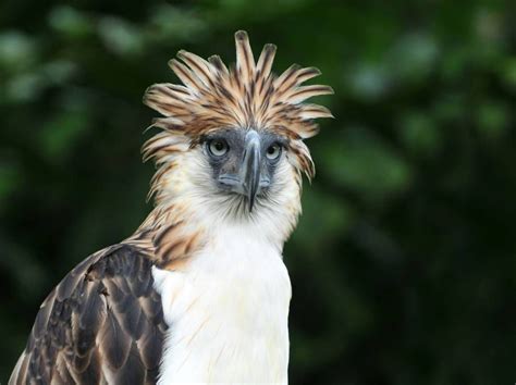 Eagles Hair & Beauty