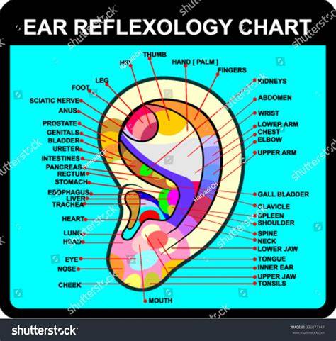 Ear Reflexology Chart
