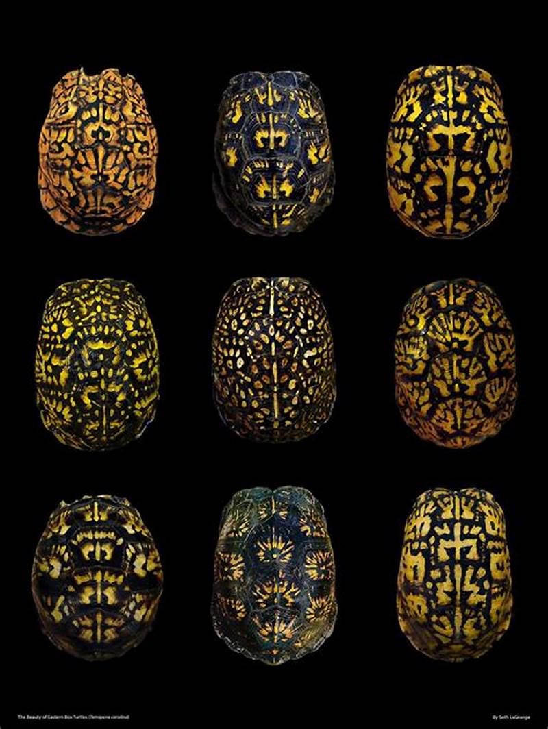 Eastern Box Turtle Shell Pattern