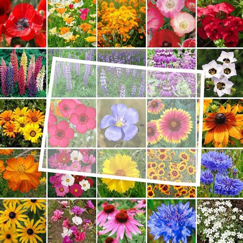 Eden Brothers Catalog Request