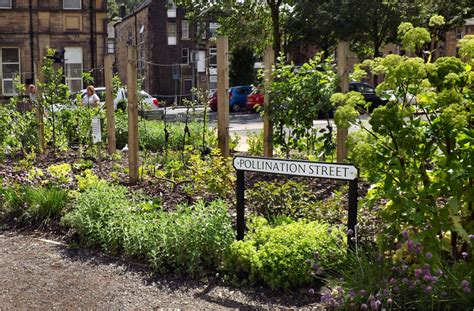 Edible High Town - Dudley Street pollinator patch