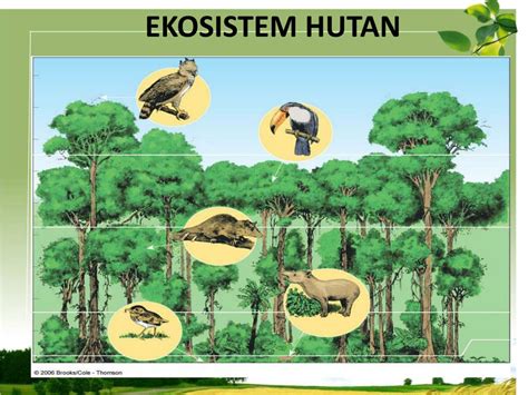 Ekosistem Hutan