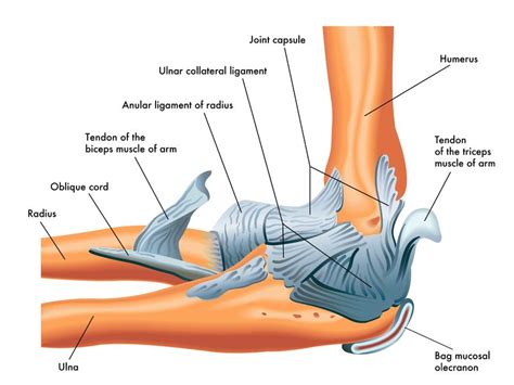 Ligaments Tendons