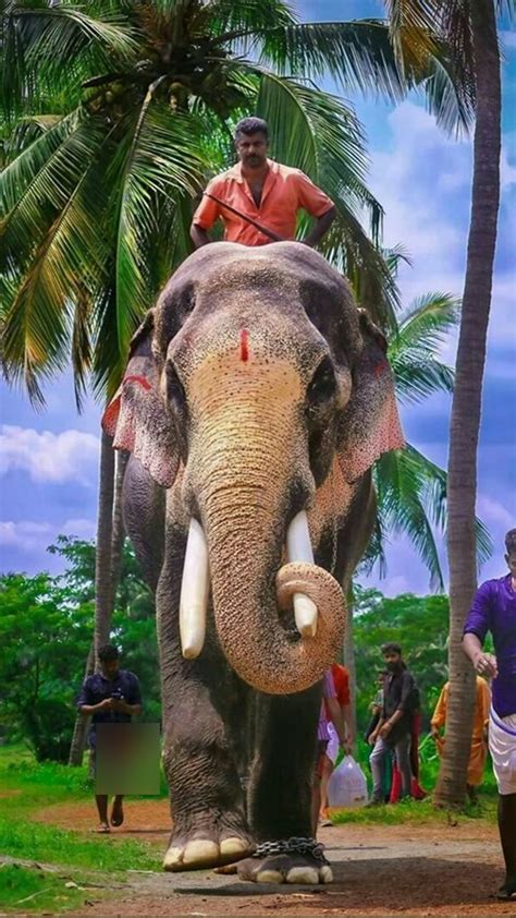 Elephant temple ( bhethala swami) veeravasaram