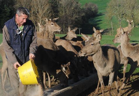 Elevage de cerf BERTHET à Haute-Rivoire