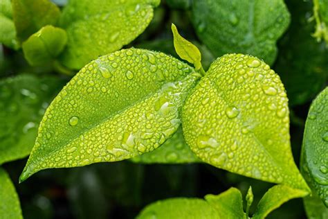 Embun di Daun