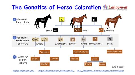 Equine Color Genetics Chart