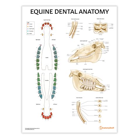 Equine Dental Chart