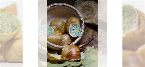 Escargots des Plaines ; La ferme des Plaines à Sarroux - St Julien