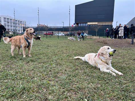 Espace canin à Nancy