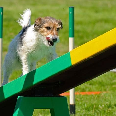 Exmoor Dog Training