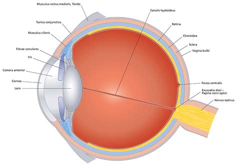 Eye Anatomy