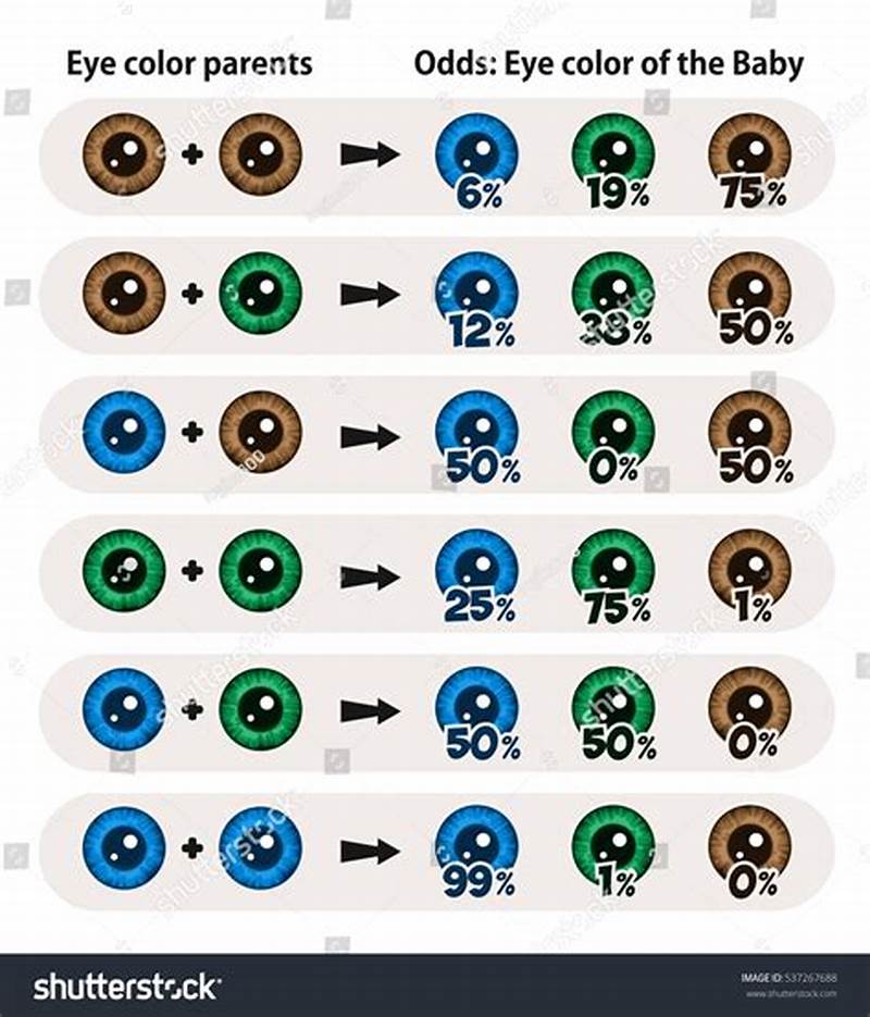 Eye Color Probability Chart