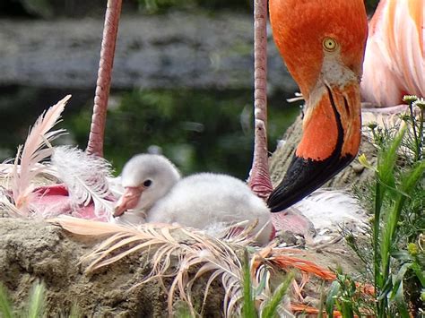 FLAMINGO Berlin