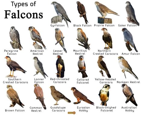 Bird Types