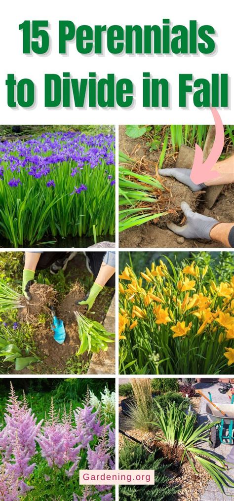 Fall is the perfect time to divide and perennials