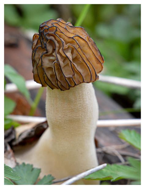 Mushrooms Look Like