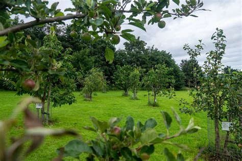 Farsley Community Orchard