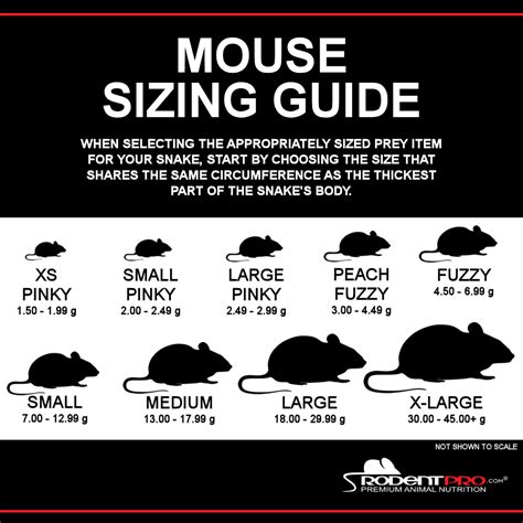 Feeder Mice Size Chart