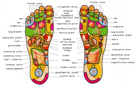 Feet Reflexology Chart
