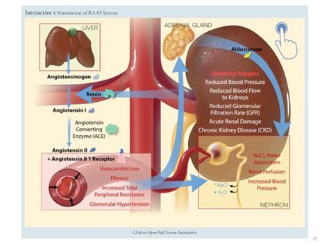 ^^ Download Pdf Feline Hypertension and Chronic Kidney Disease Books